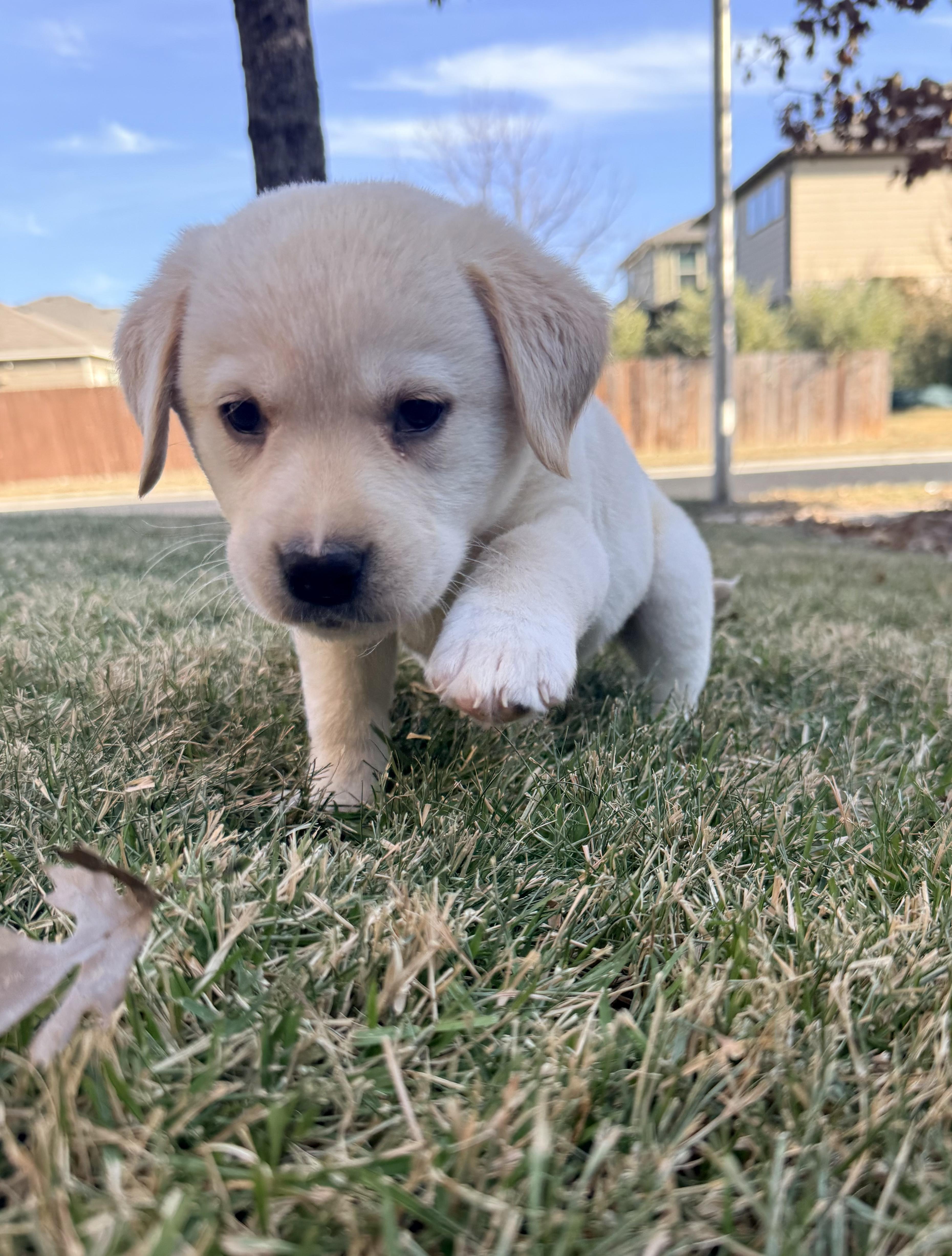 Enlarge Dewey, an adopted Labrador Retriever in Pflugerville, TX image 4/4
