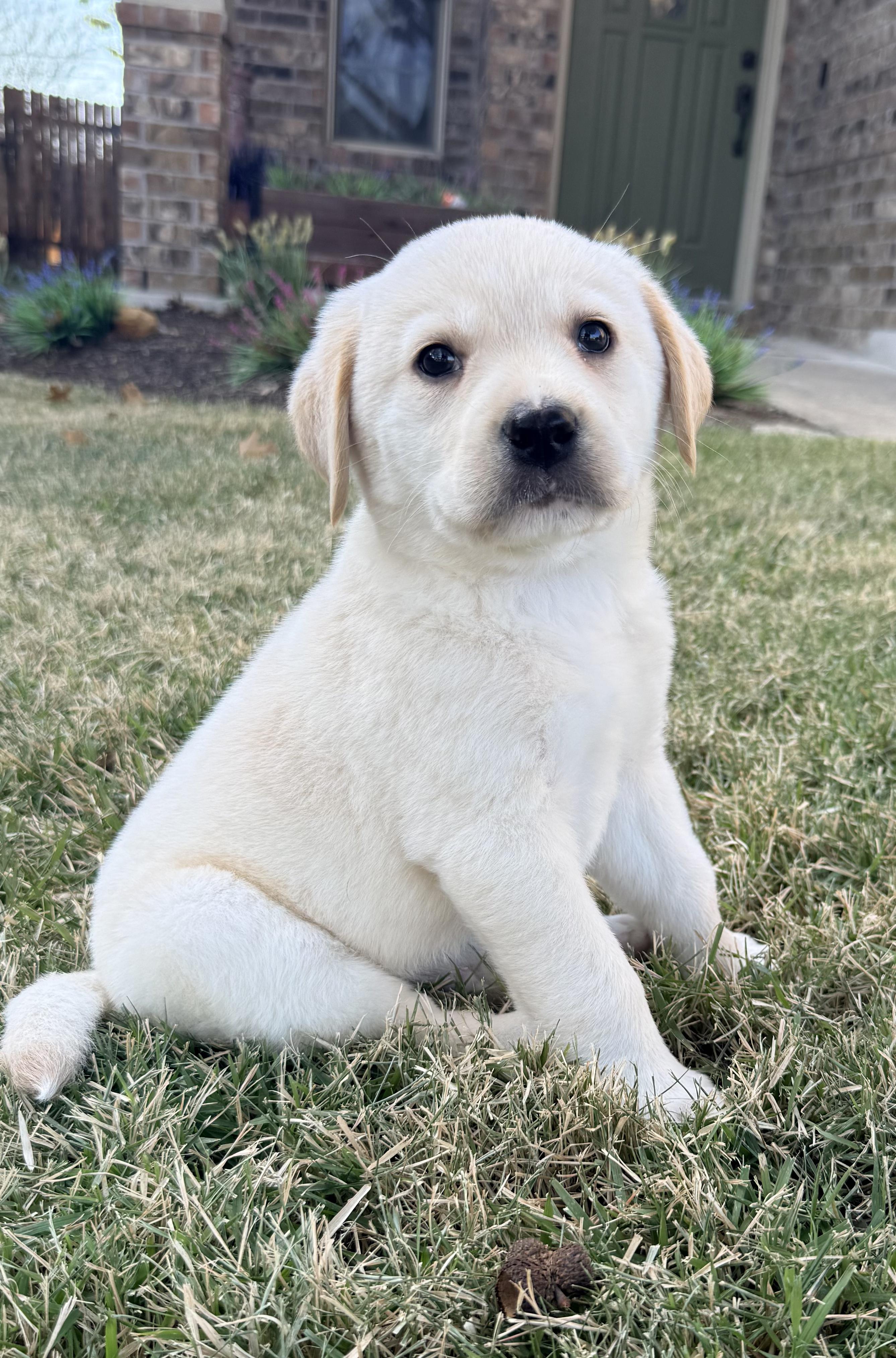 Enlarge Dewey, an adopted Labrador Retriever in Pflugerville, TX image 3/4
