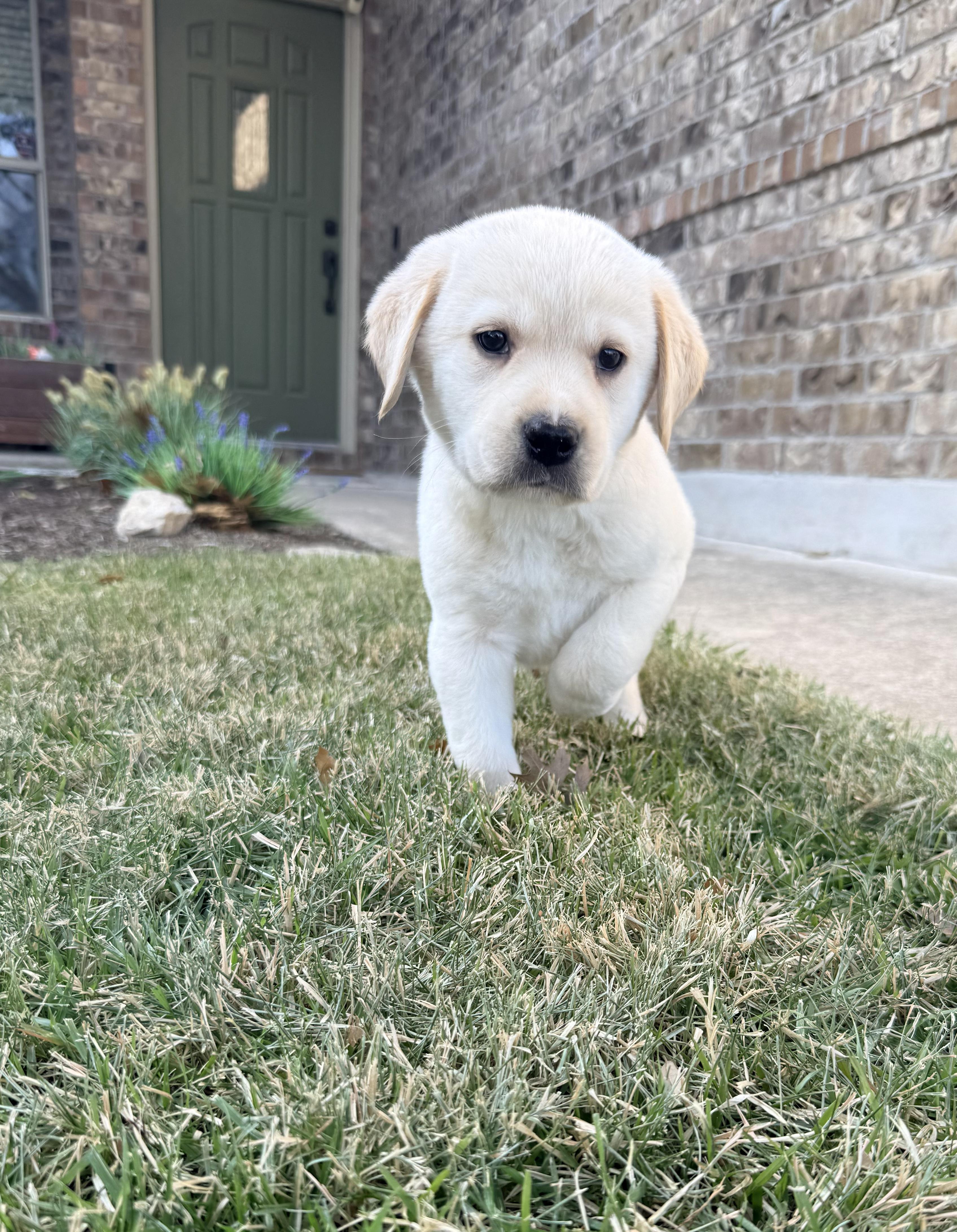 Enlarge Dewey, an adopted Labrador Retriever in Pflugerville, TX image 2/4