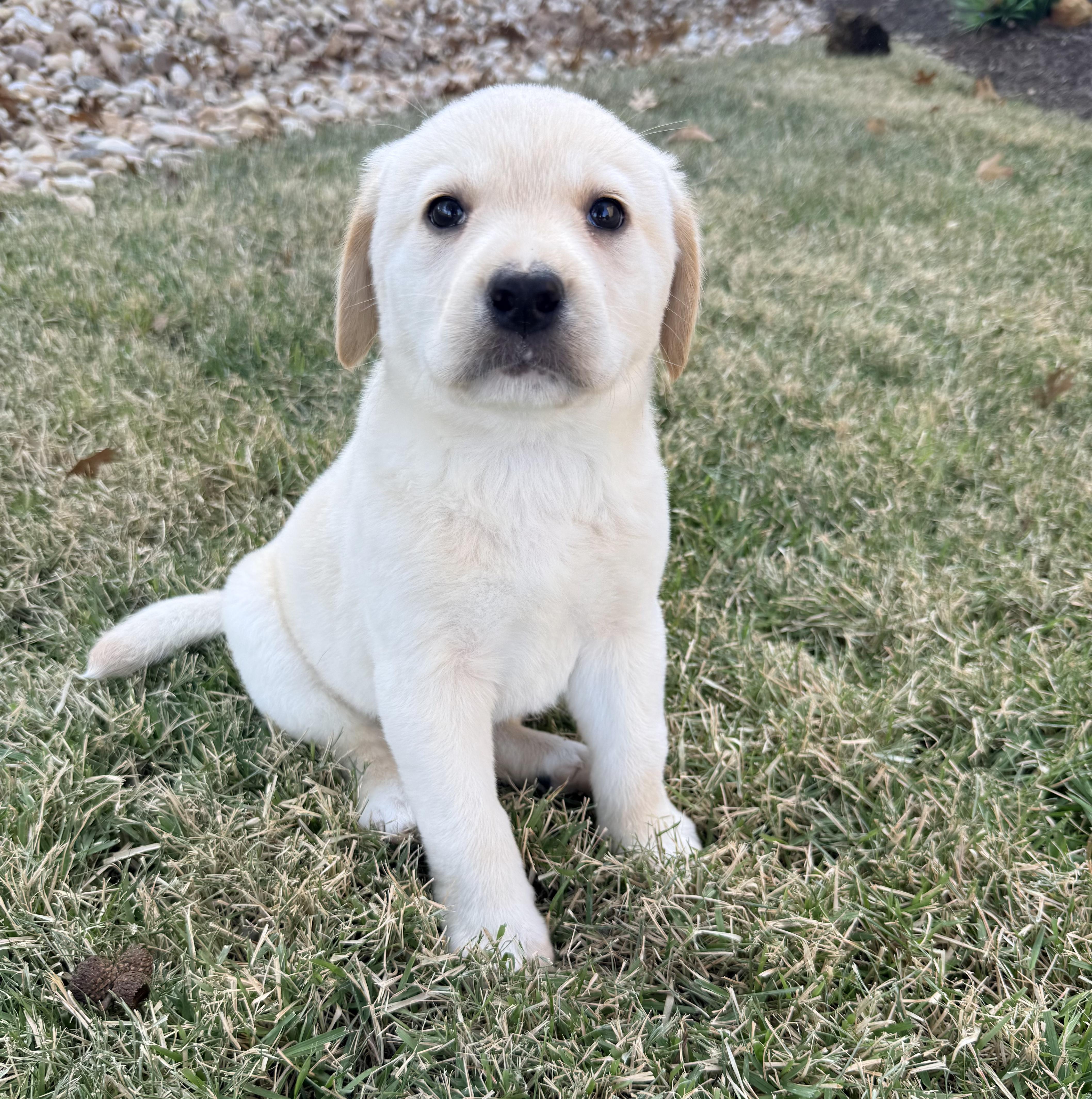 Enlarge Dewey, an adopted Labrador Retriever in Pflugerville, TX image 1/4