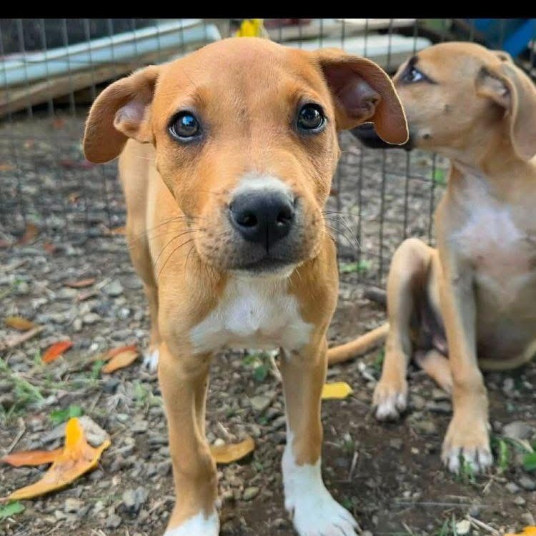 Enlarge Steve, a Adoptable mixed breed in Midland, MI image 2/2