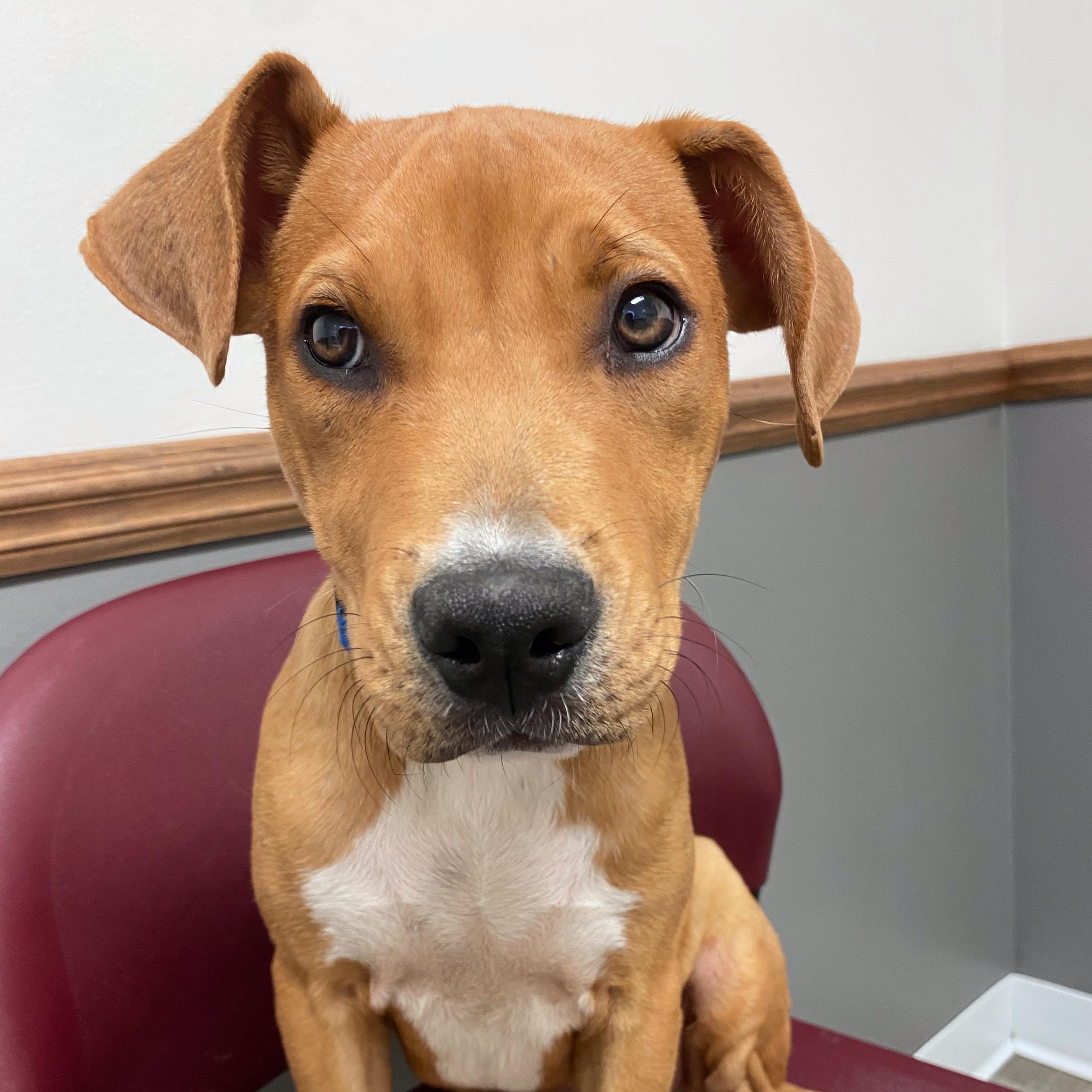 Enlarge Steve, a Adoptable mixed breed in Midland, MI image 1/2