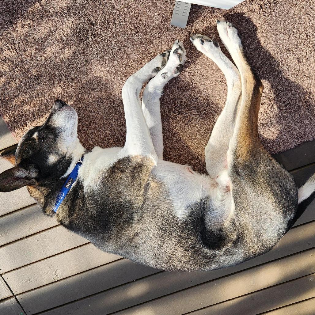 Gray, a Adoptable mixed breed in Bellingham, WA image 1/6