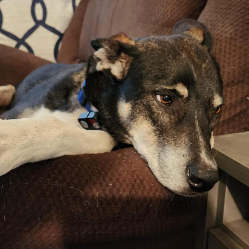 Gray, a Adoptable mixed breed in Bellingham, WA image 2/6
