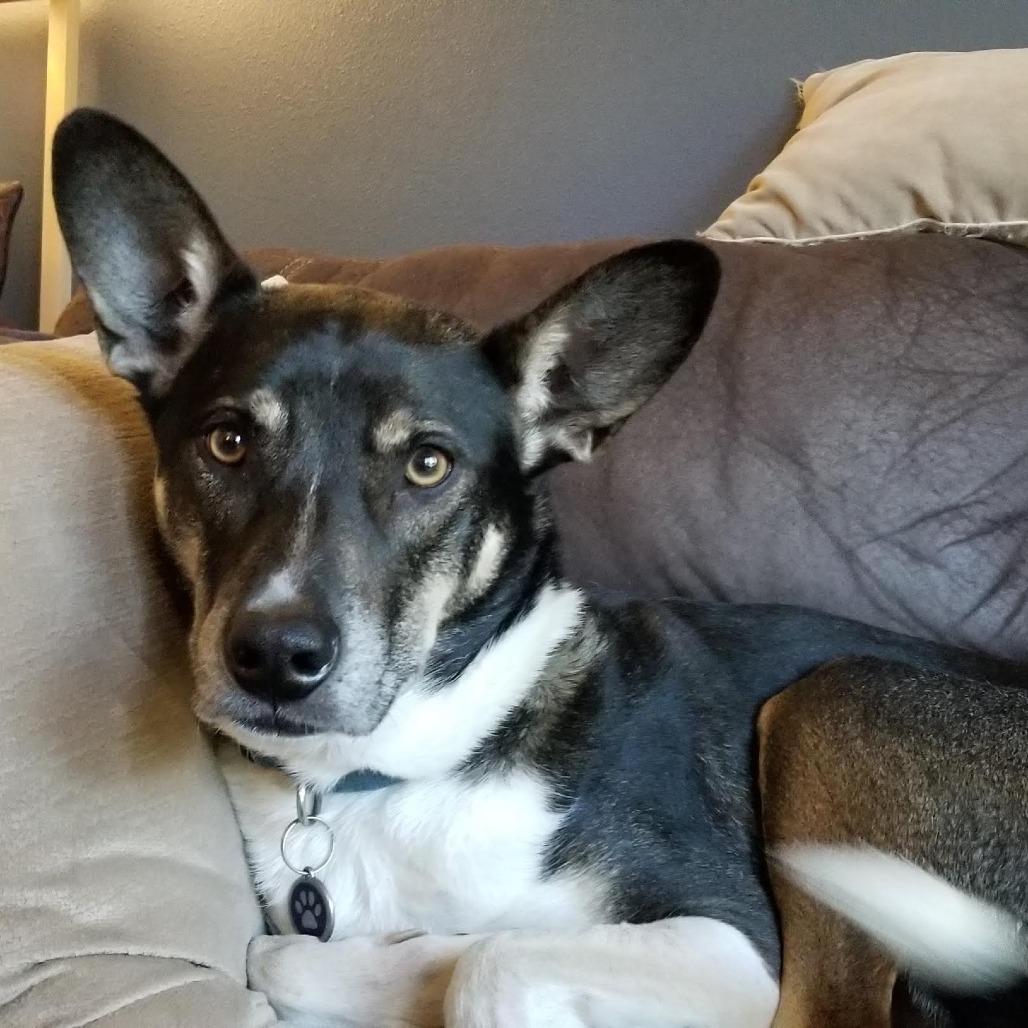 Gray, a Adoptable mixed breed in Bellingham, WA image 3/6