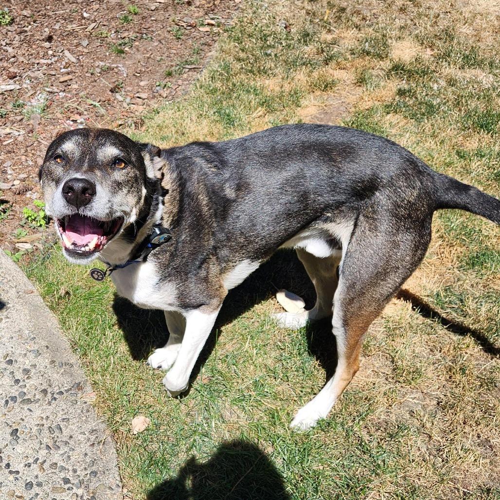 Gray, a Adoptable mixed breed in Bellingham, WA image 4/6