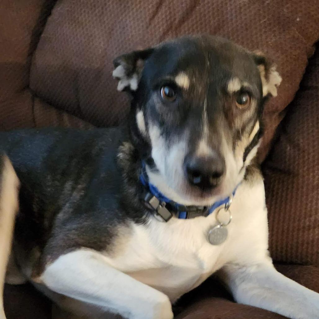 Gray, a Adoptable mixed breed in Bellingham, WA image 5/6