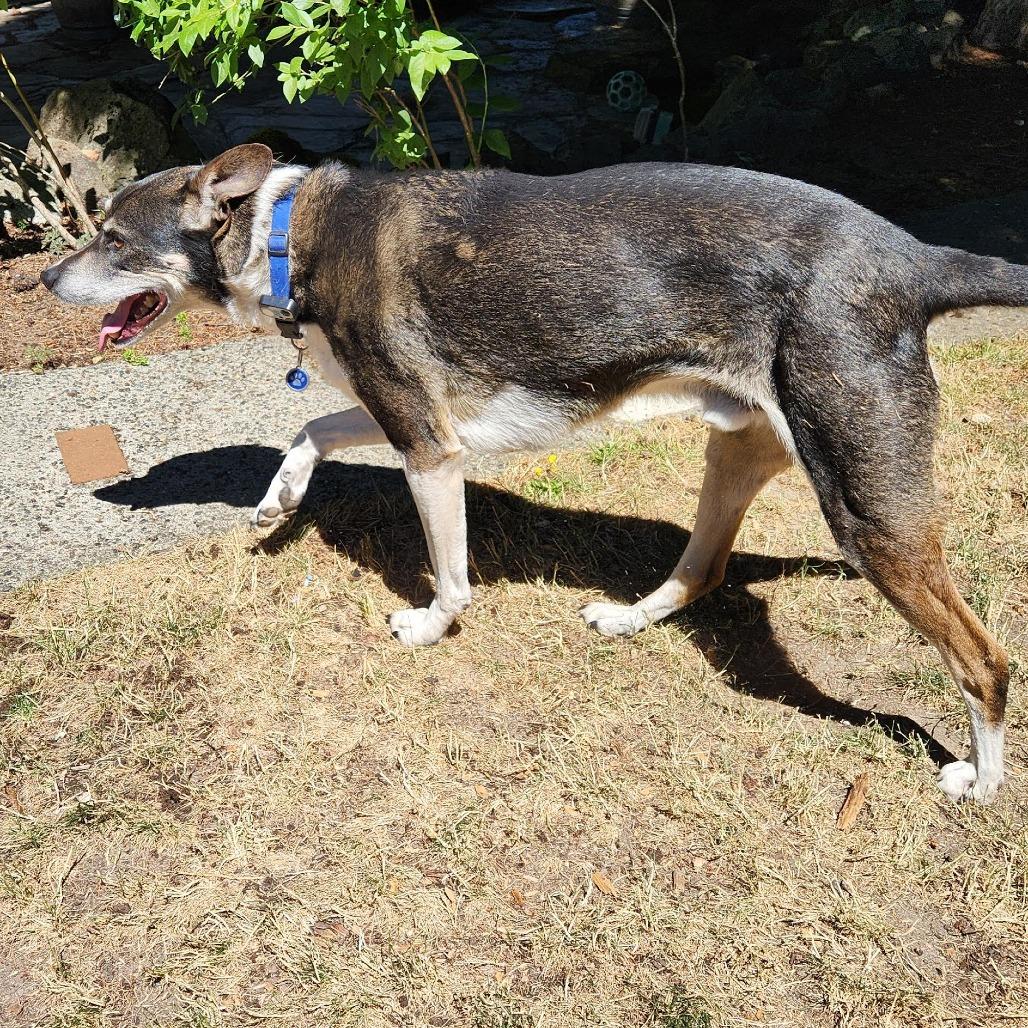 Gray, a Adoptable mixed breed in Bellingham, WA image 6/6