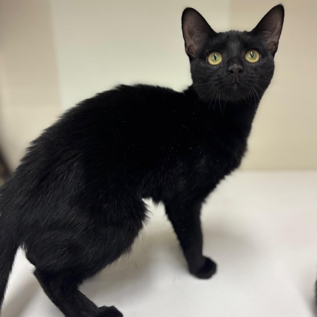 Meredith Grey, Adoptable, Kitten Female Domestic Short Hair.