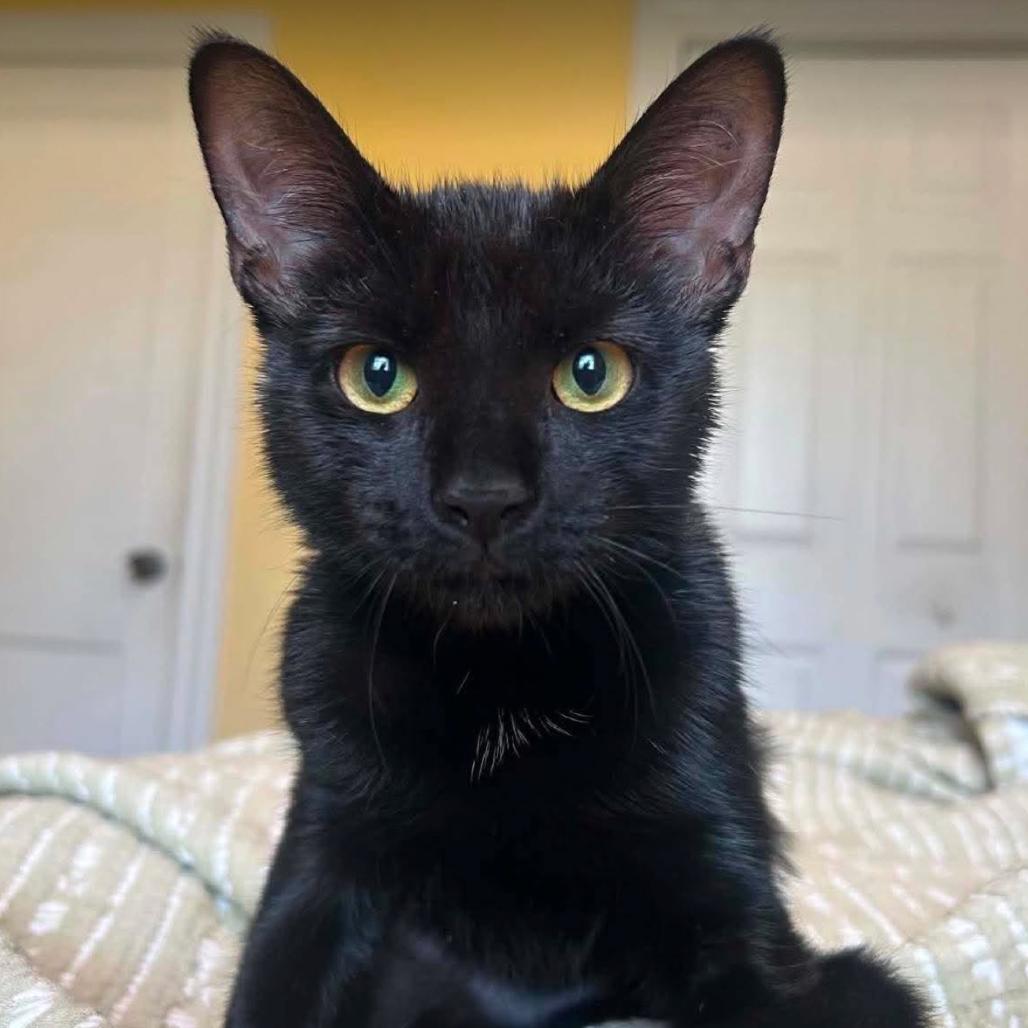 Enlarge Meredith Grey, a Adoptable Domestic Short Hair in Woodbury, NJ image 2/6