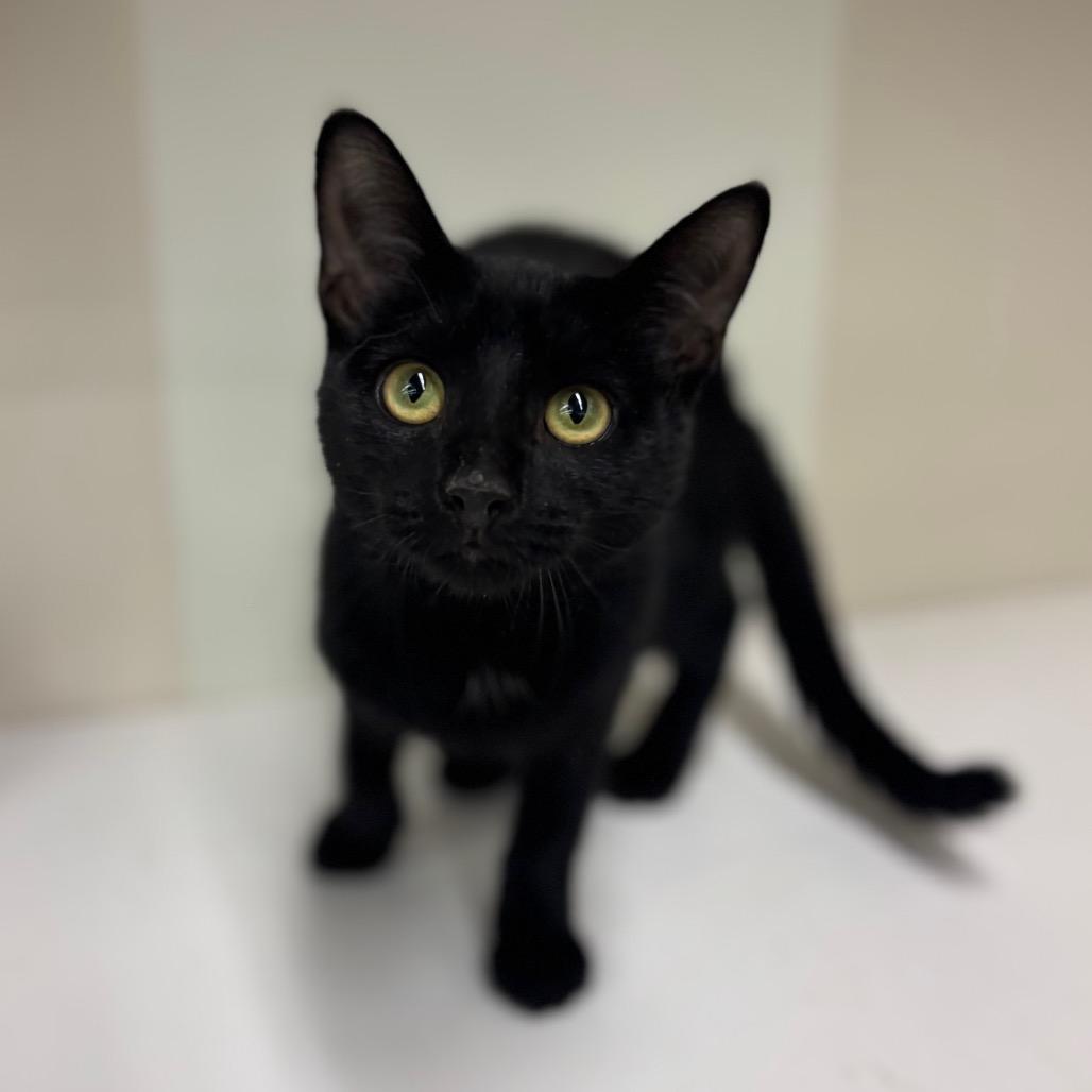 Enlarge Meredith Grey, a Adoptable Domestic Short Hair in Woodbury, NJ image 3/6