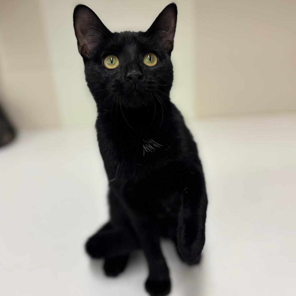 Enlarge Meredith Grey, a Adoptable Domestic Short Hair in Woodbury, NJ image 4/6