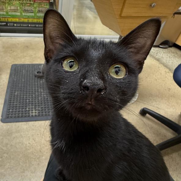 Enlarge Meredith Grey, a Adoptable Domestic Short Hair in Woodbury, NJ image 5/6