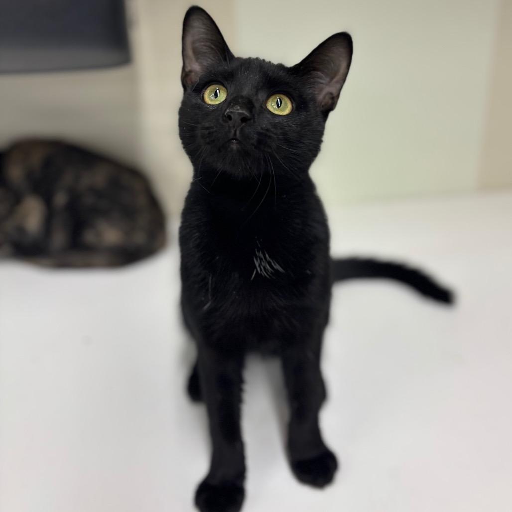 Enlarge Meredith Grey, a Adoptable Domestic Short Hair in Woodbury, NJ image 6/6