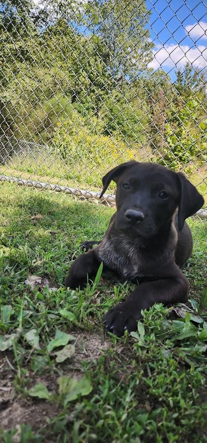 Enlarge ROCKY 203-26, a ADOPTABLE mixed breed in Cambridge, OH image 3/5