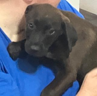 ROCKY 203-26, ADOPTABLE, Puppy Male Australian Cattle Dog / Blue Heeler.