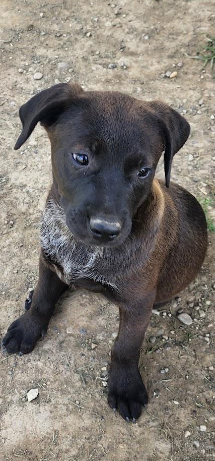 Enlarge ROCKY 203-26, a ADOPTABLE mixed breed in Cambridge, OH image 1/5