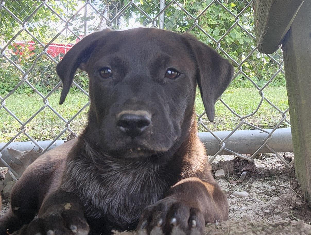 Enlarge ROCKY 203-26, a ADOPTABLE mixed breed in Cambridge, OH image 5/5