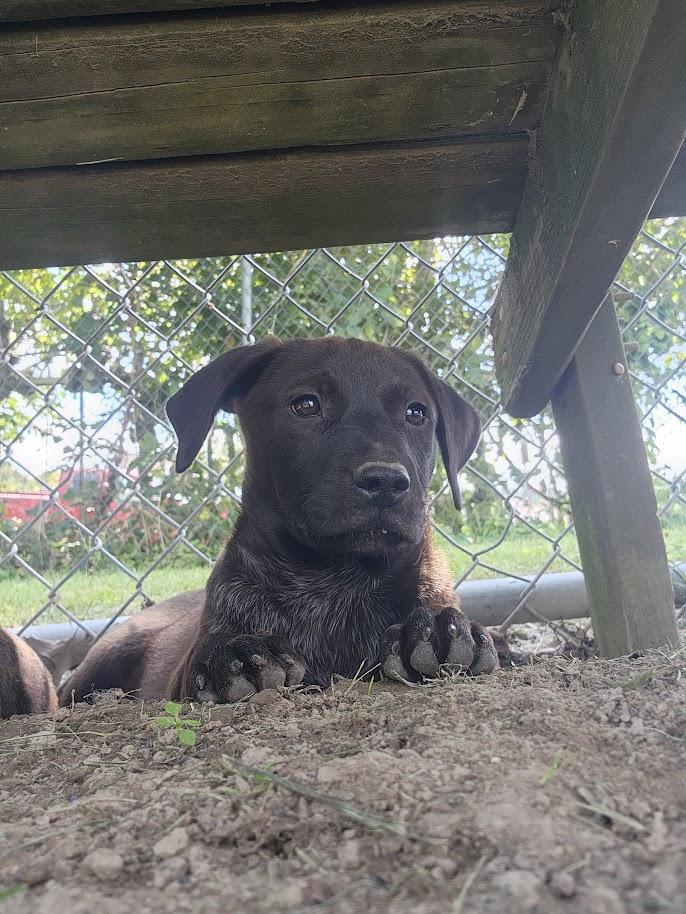 Enlarge ROCKY 203-26, a ADOPTABLE mixed breed in Cambridge, OH image 4/5