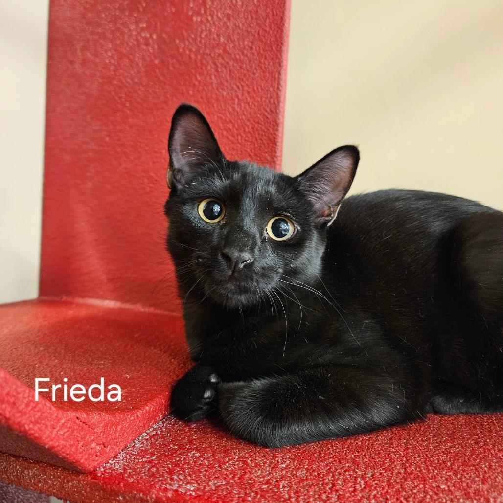 Frieda, Adoptable, Kitten Female Domestic Short Hair.
