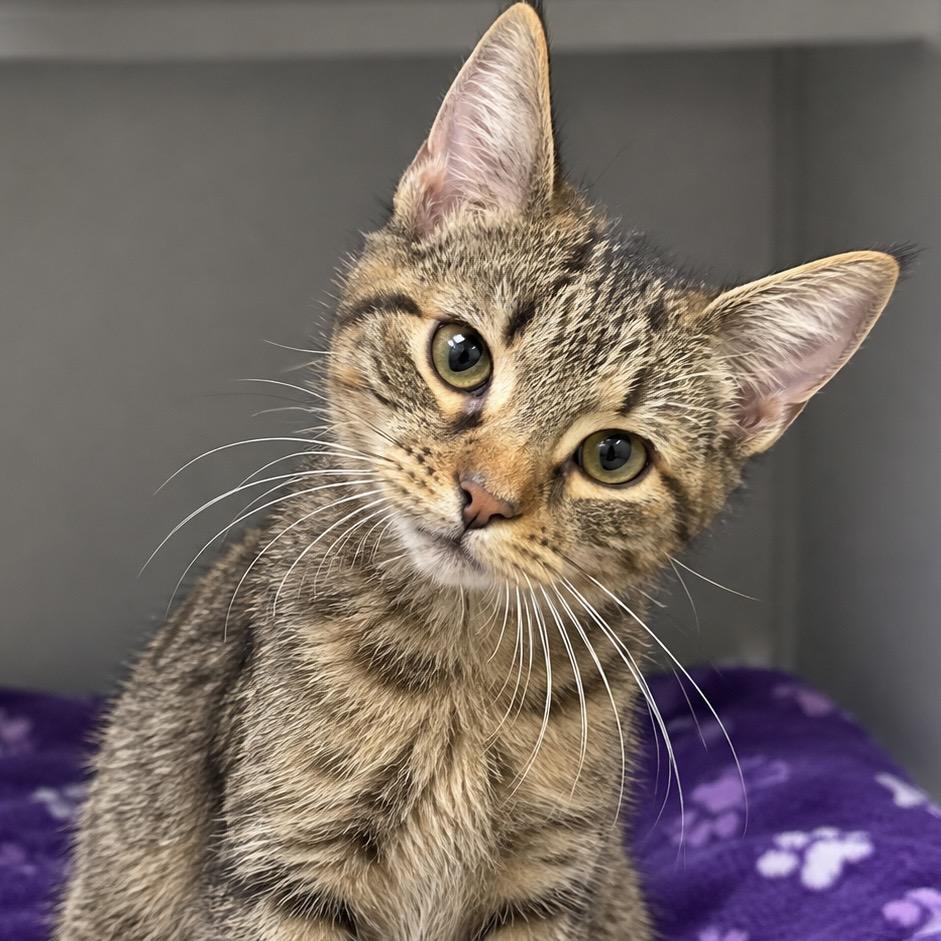 Enlarge Cheddar Bay Biscuit, a Adoptable Domestic Short Hair in Parkersburg, WV image 1/2