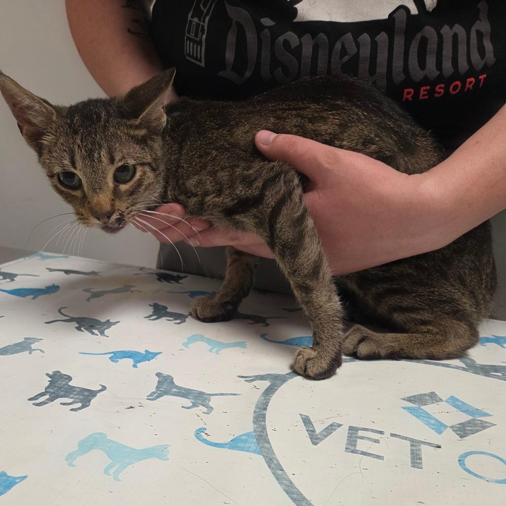 Enlarge Cheddar Bay Biscuit, a Adoptable Domestic Short Hair in Parkersburg, WV image 2/2