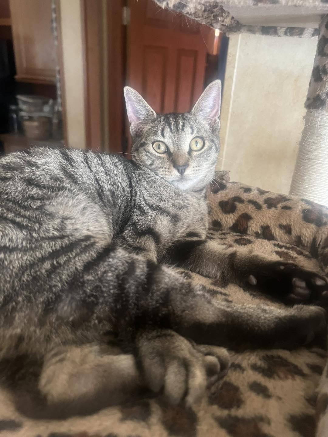 Enlarge Jimmy Hart, a ADOPTABLE Tabby in Richmond Dale, OH image 2/3