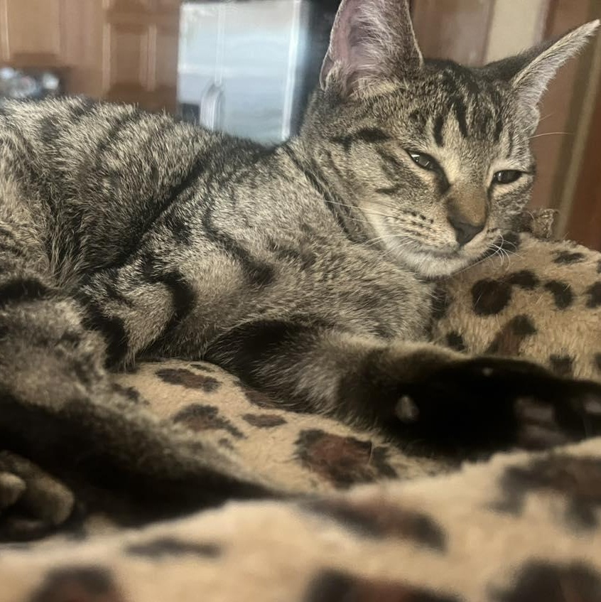 Enlarge Jimmy Hart, a ADOPTABLE Tabby in Richmond Dale, OH image 1/3