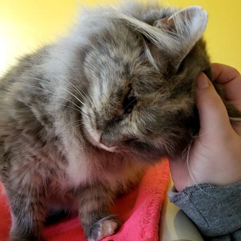 Missy, a Adoptable Dilute Tortoiseshell in Albany, NY image 3/6