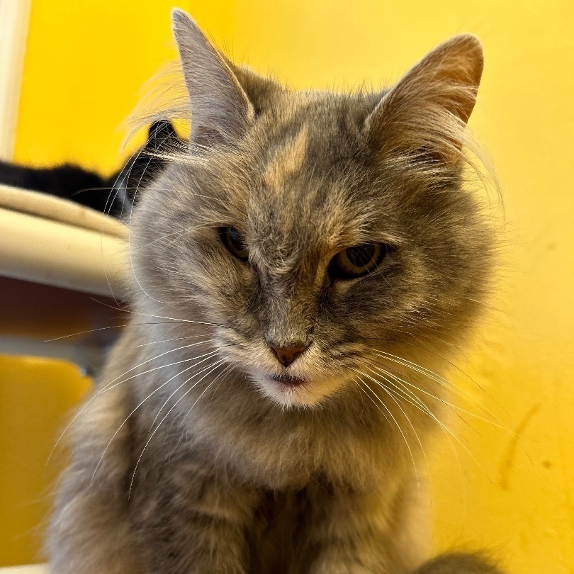 Missy, Adoptable, Adult Female Dilute Tortoiseshell.