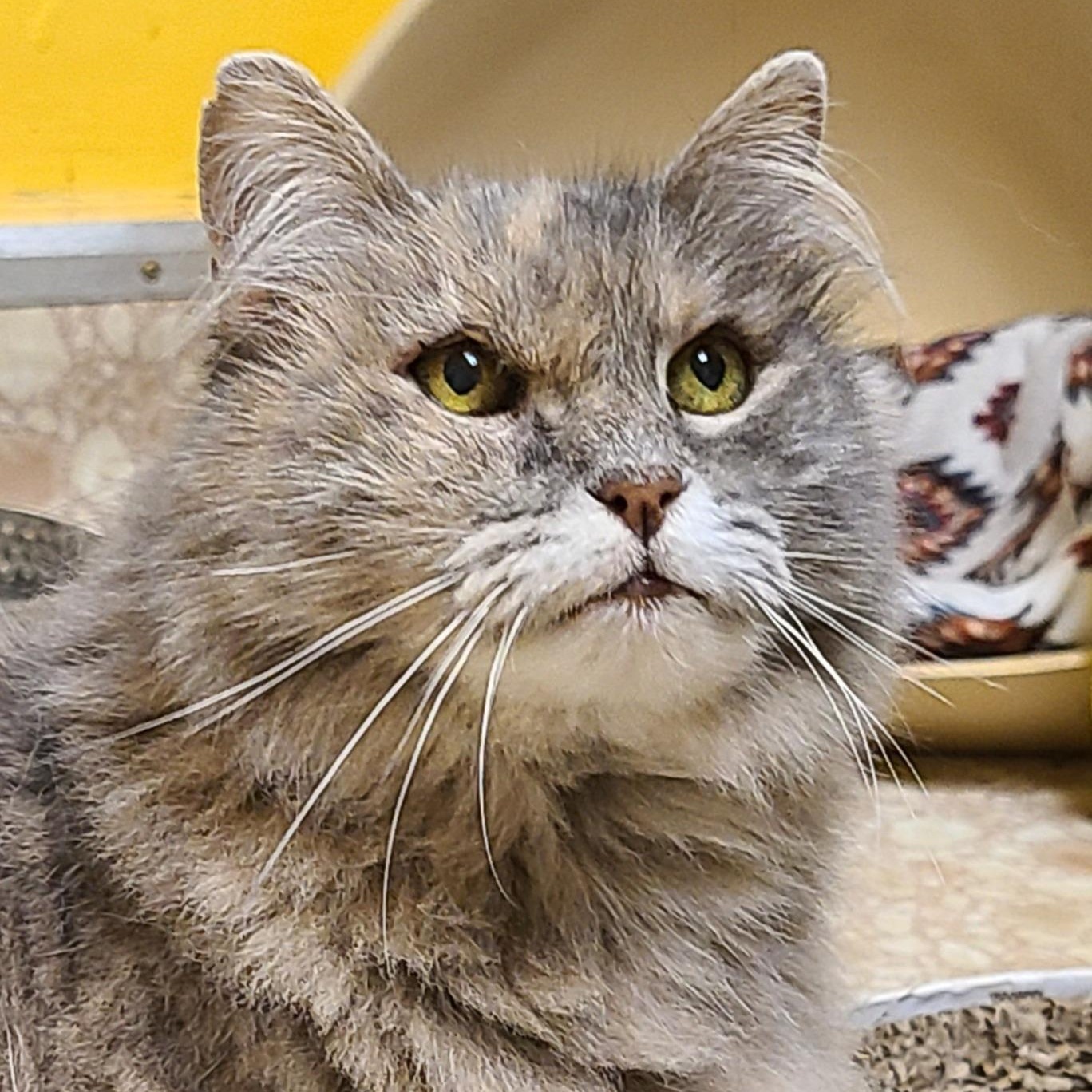 Missy, a Adoptable Dilute Tortoiseshell in Albany, NY image 1/6