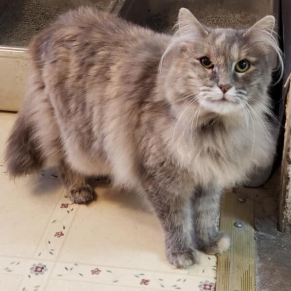 Missy, a Adoptable Dilute Tortoiseshell in Albany, NY image 5/6