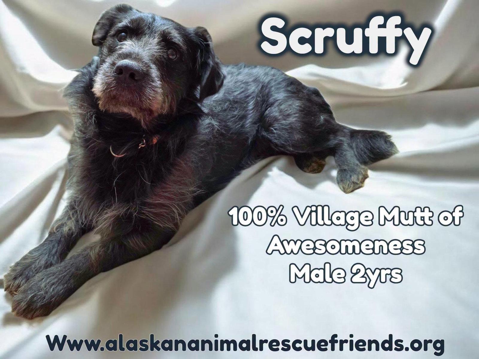 Scruffy, Adoptable, Adult Male Terrier.
