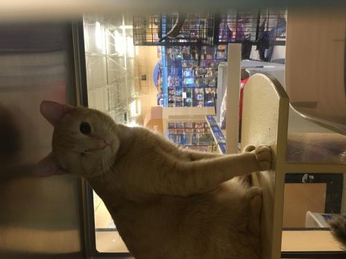 Enlarge Maury, a Adoptable Tabby in Louisville, KY image 1/1