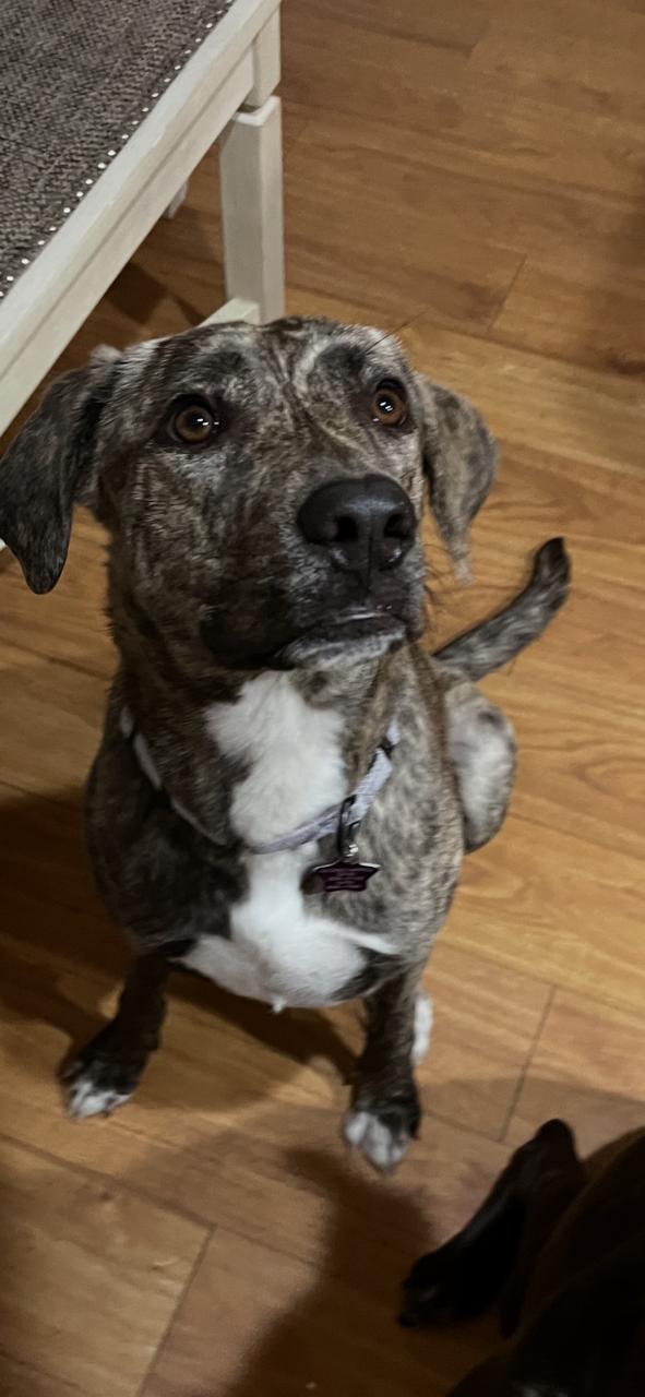 Bridget, a Adoptable mixed breed in Sugar Land, TX image 4/5