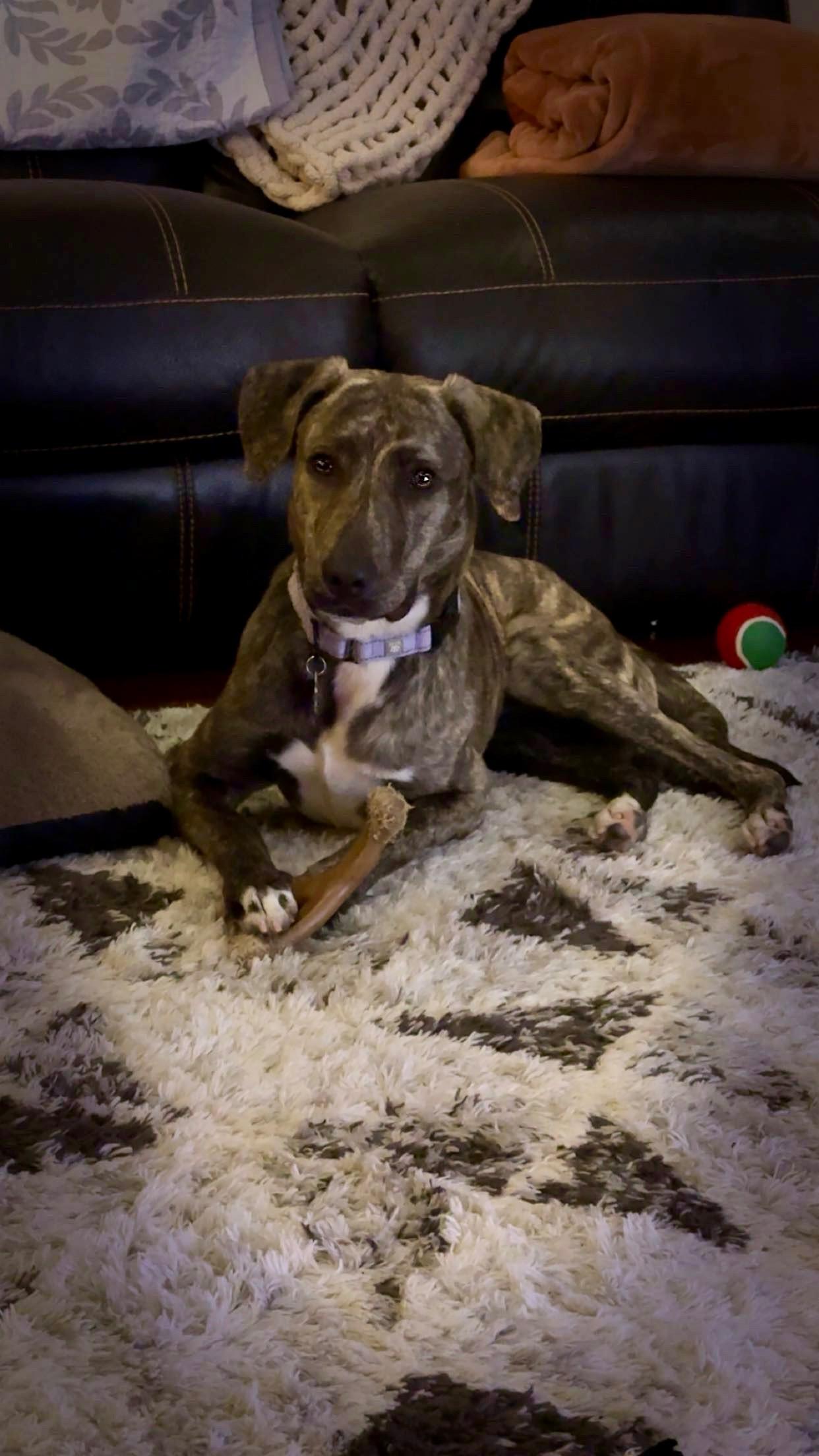 Bridget, a Adoptable mixed breed in Sugar Land, TX image 3/5