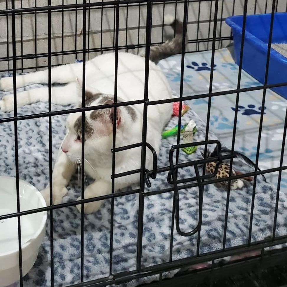 Casper, Adoptable, Adult Male Domestic Medium Hair.