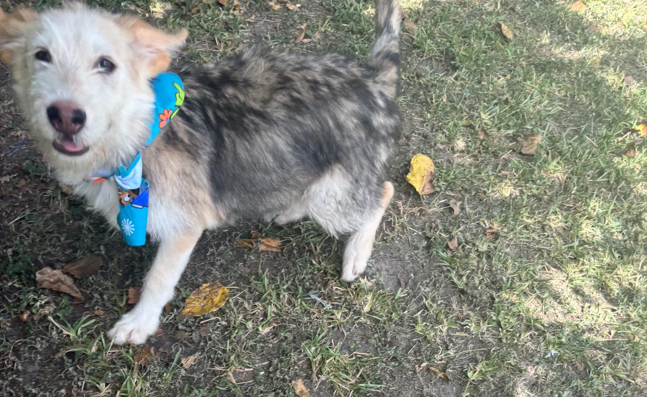 Candy Corn thumbnail 3