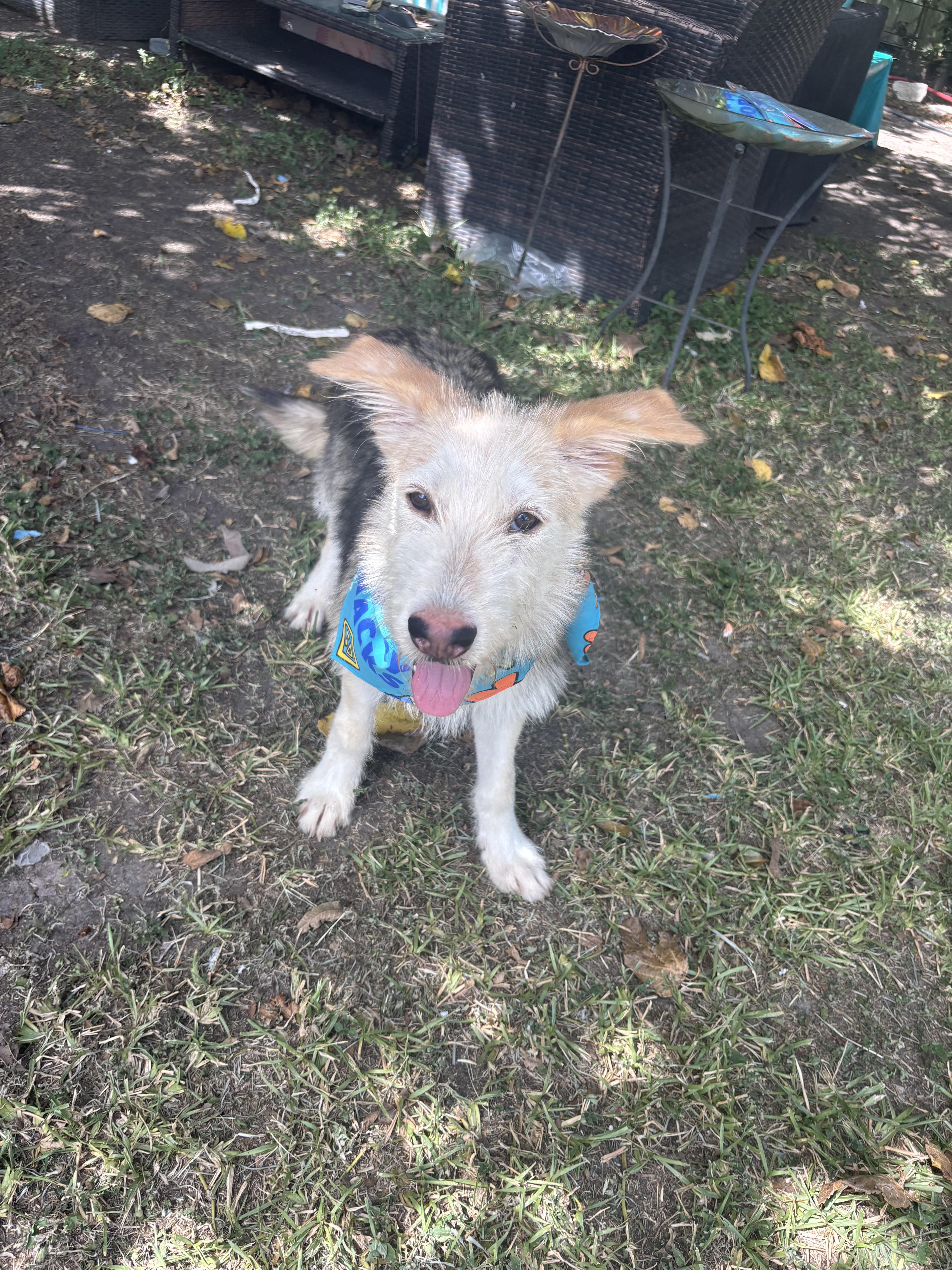 Candy Corn thumbnail 5