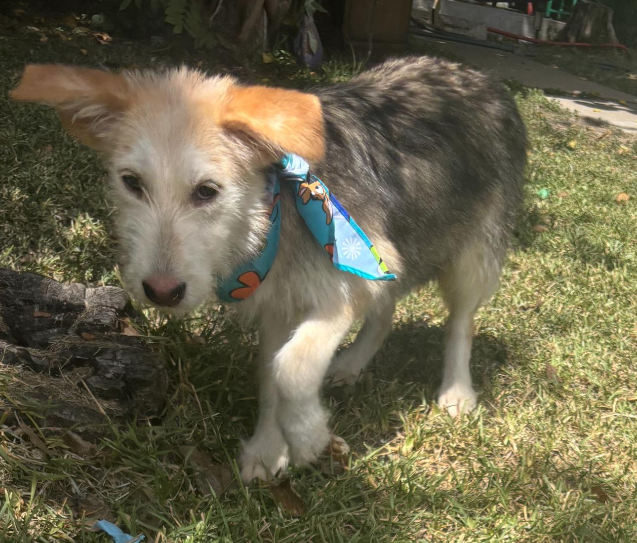 Candy Corn thumbnail 4