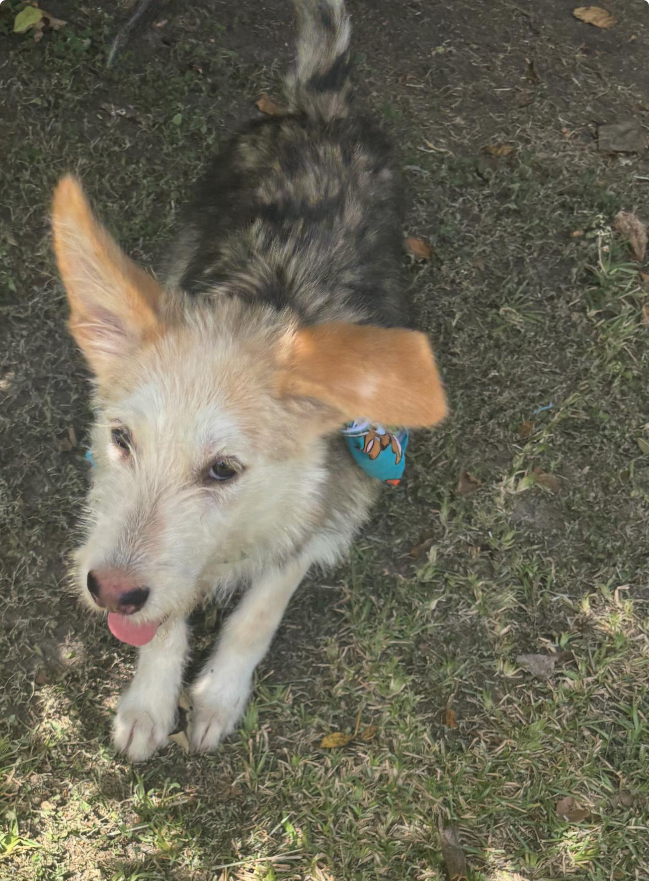 Candy Corn thumbnail 2