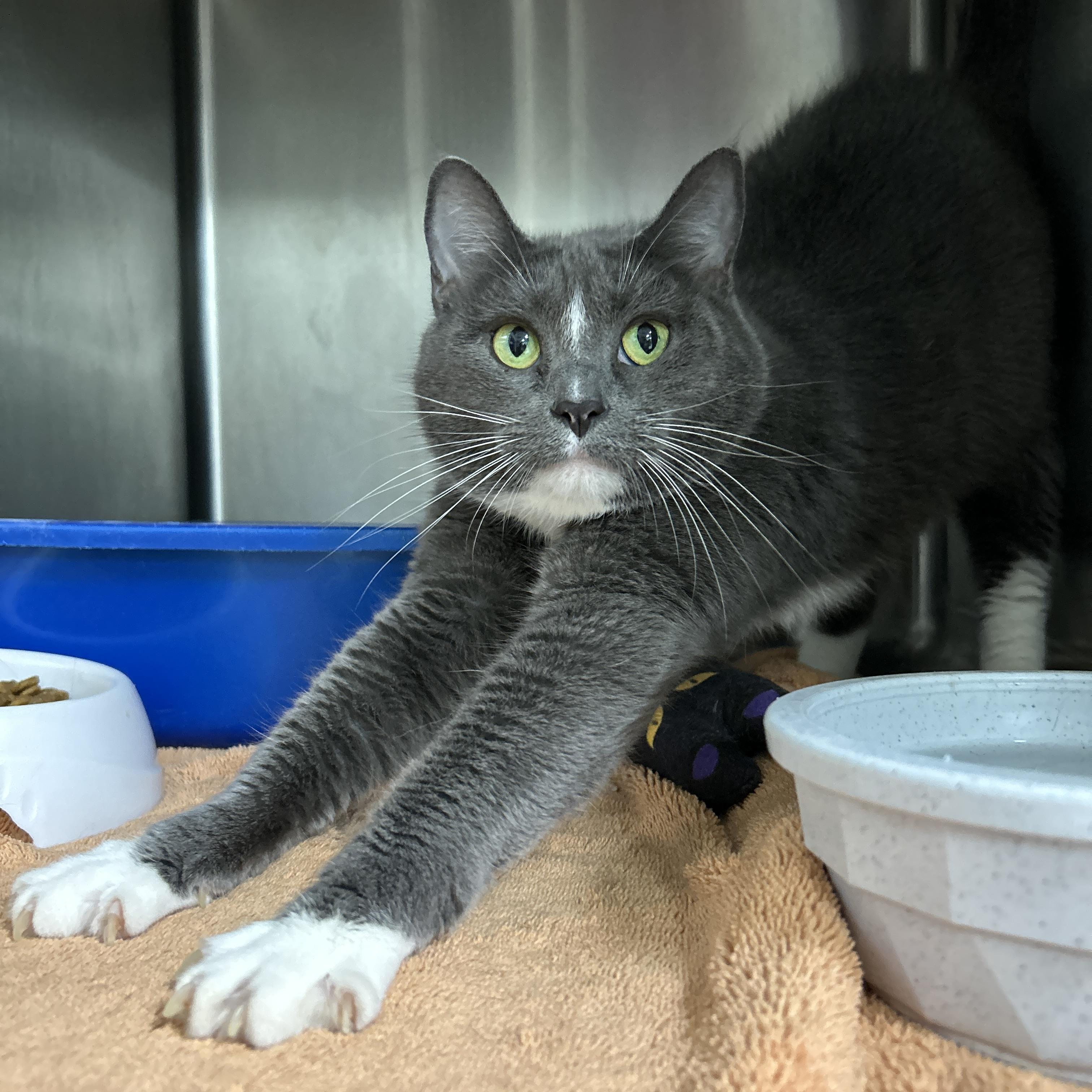 Enlarge Kethara, a ADOPTABLE Domestic Short Hair in La Grange Park, IL image 4/5