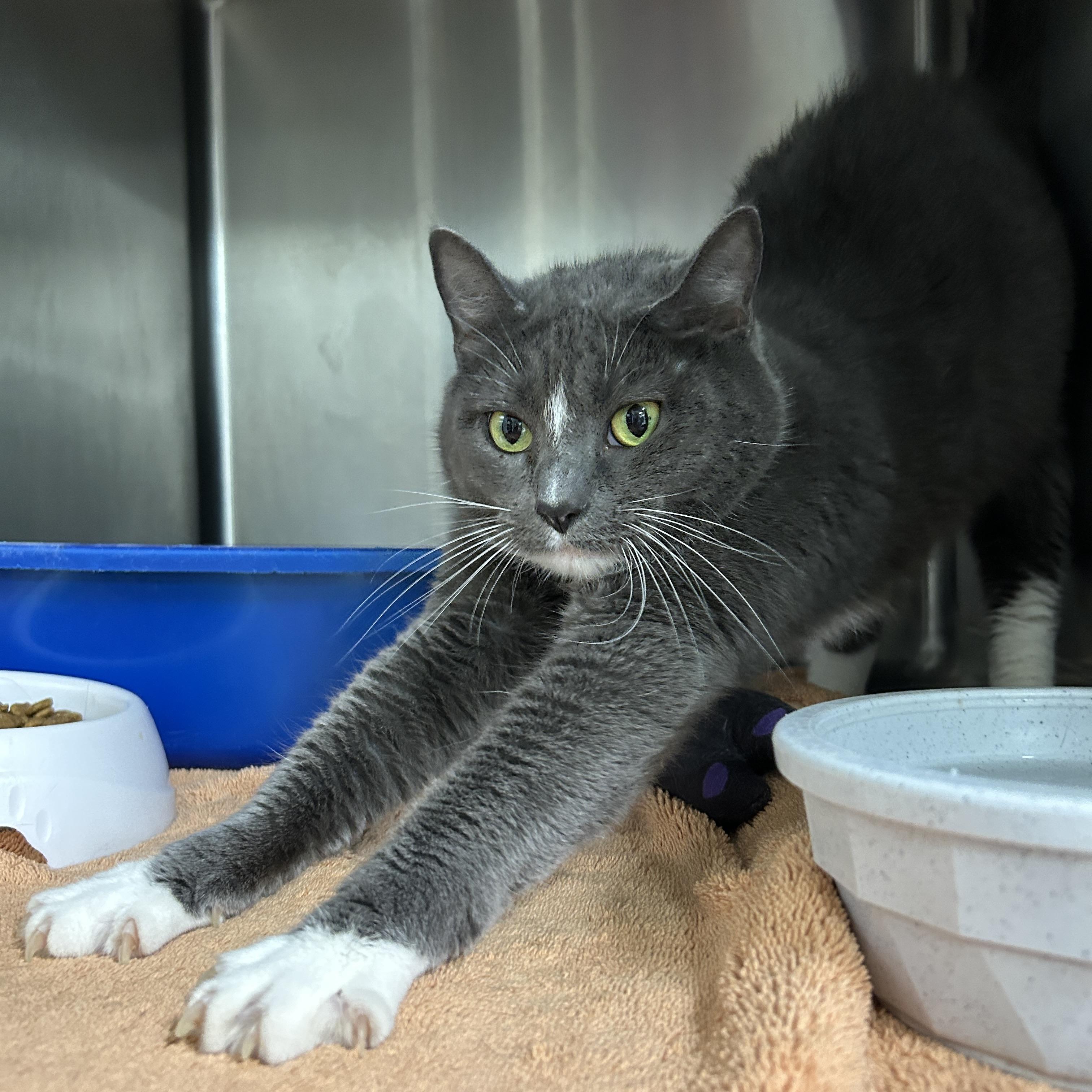 Enlarge Kethara, a ADOPTABLE Domestic Short Hair in La Grange Park, IL image 2/5