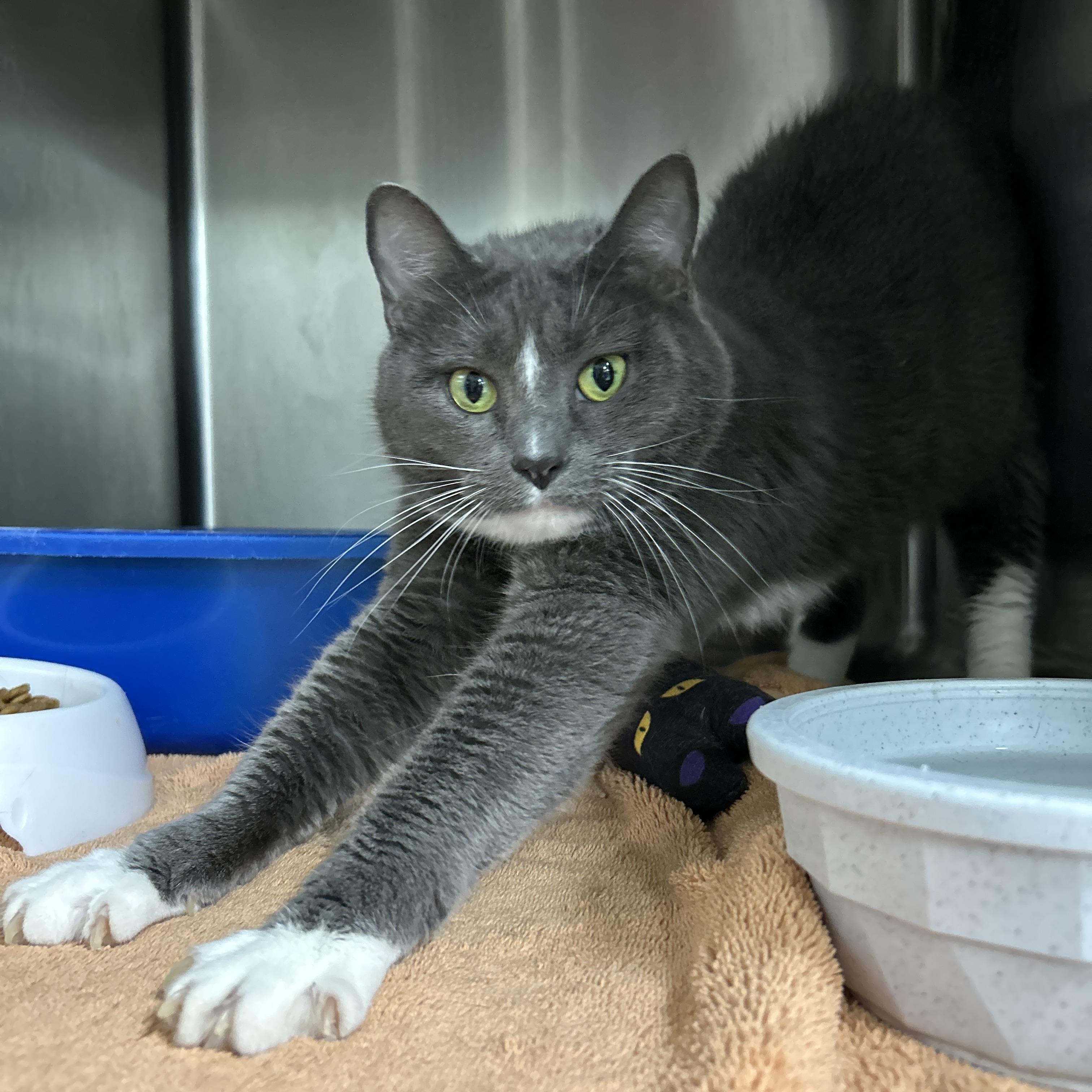 Enlarge Kethara, a ADOPTABLE Domestic Short Hair in La Grange Park, IL image 3/5