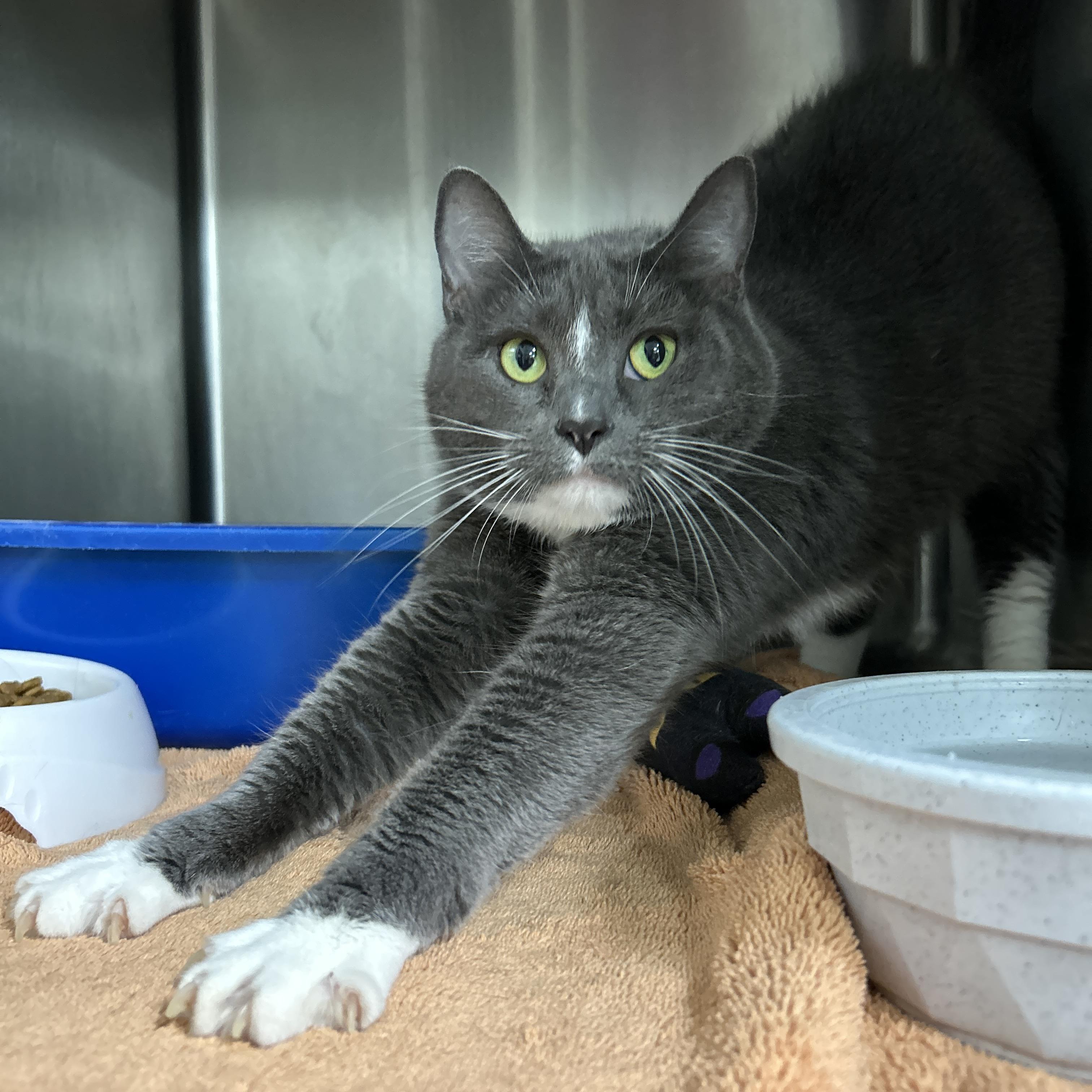 Enlarge Kethara, a ADOPTABLE Domestic Short Hair in La Grange Park, IL image 5/5