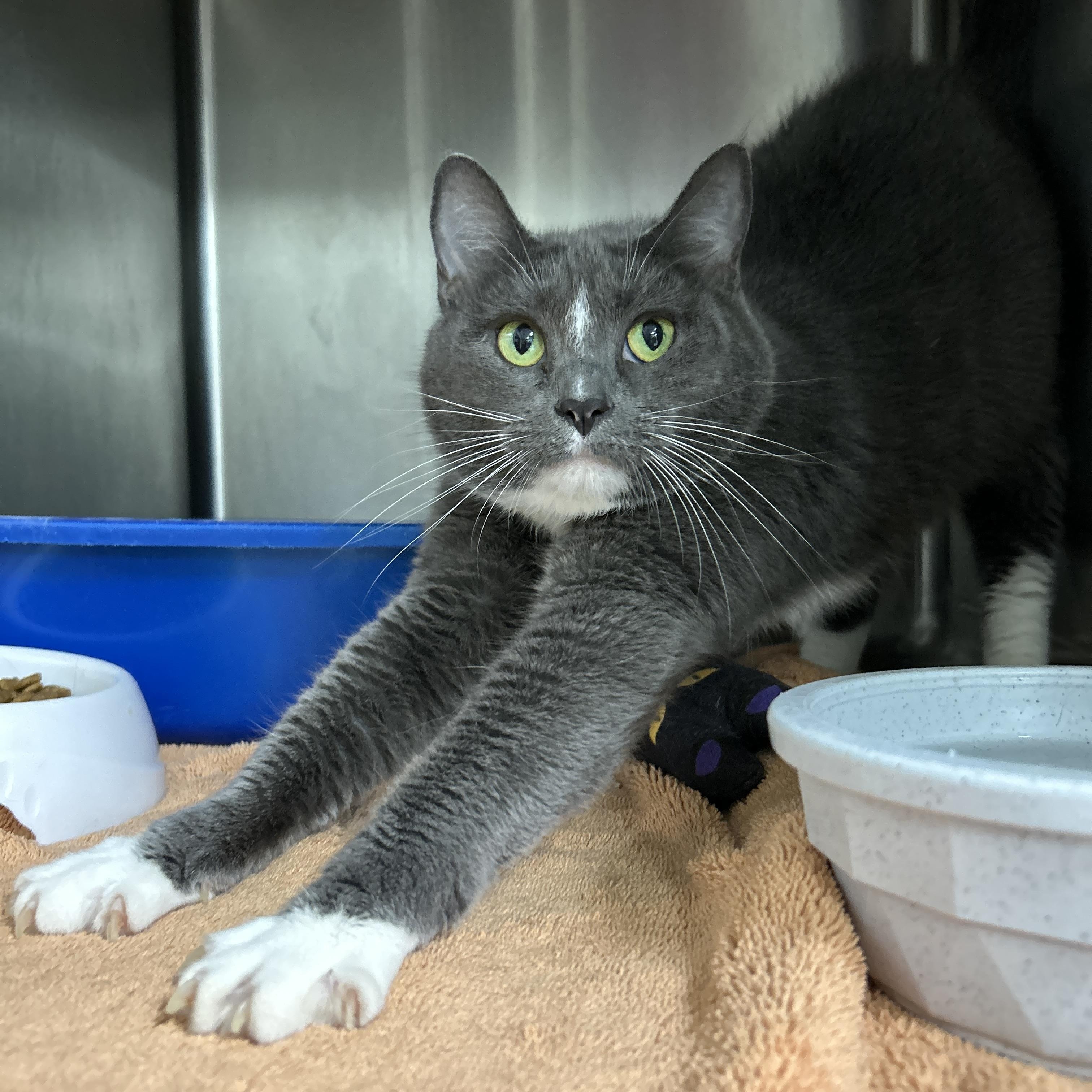 Kethara, ADOPTABLE, Adult Female Domestic Short Hair.