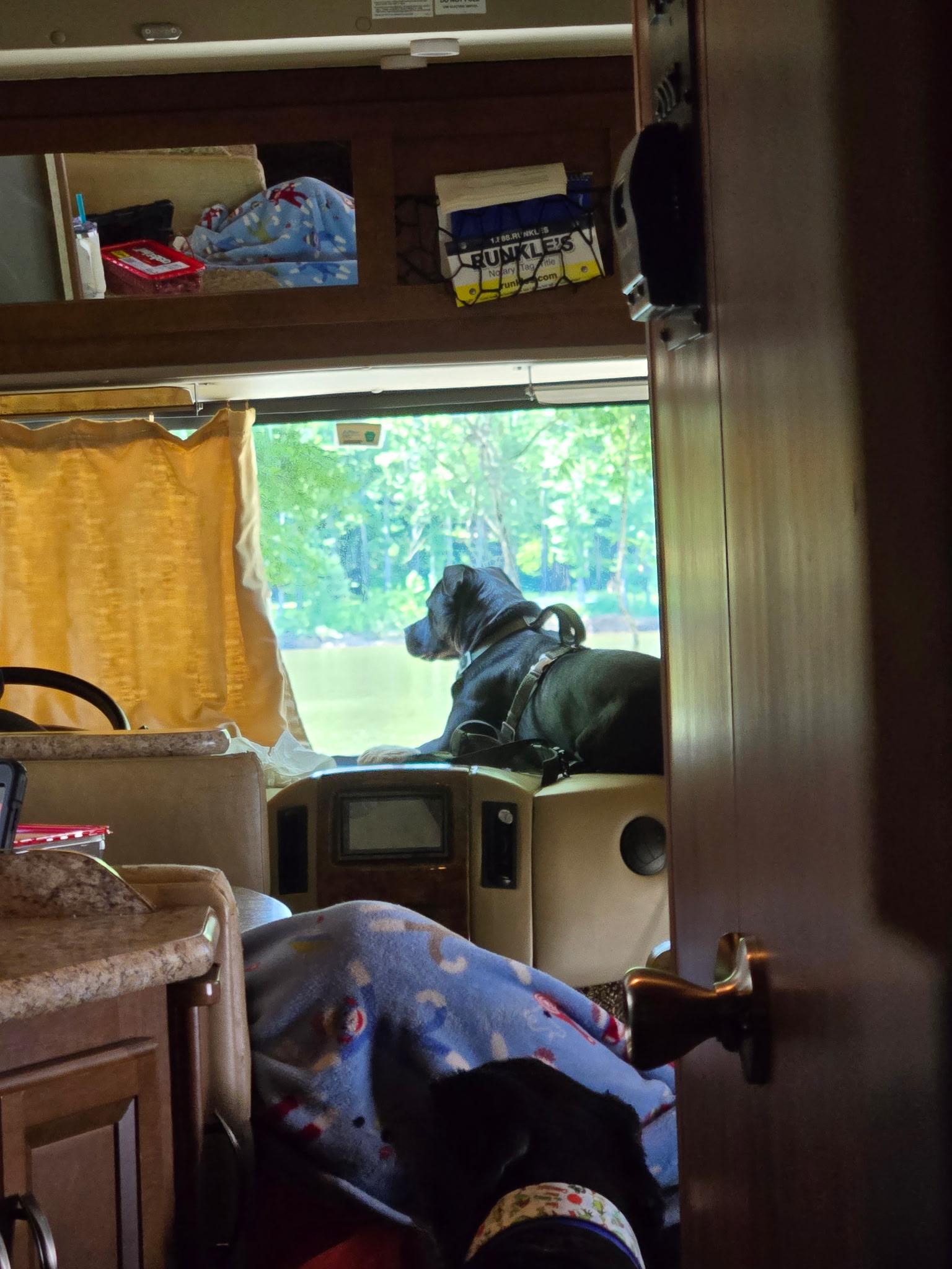 Apollo, Adoptable, Young Male Pit Bull Terrier.