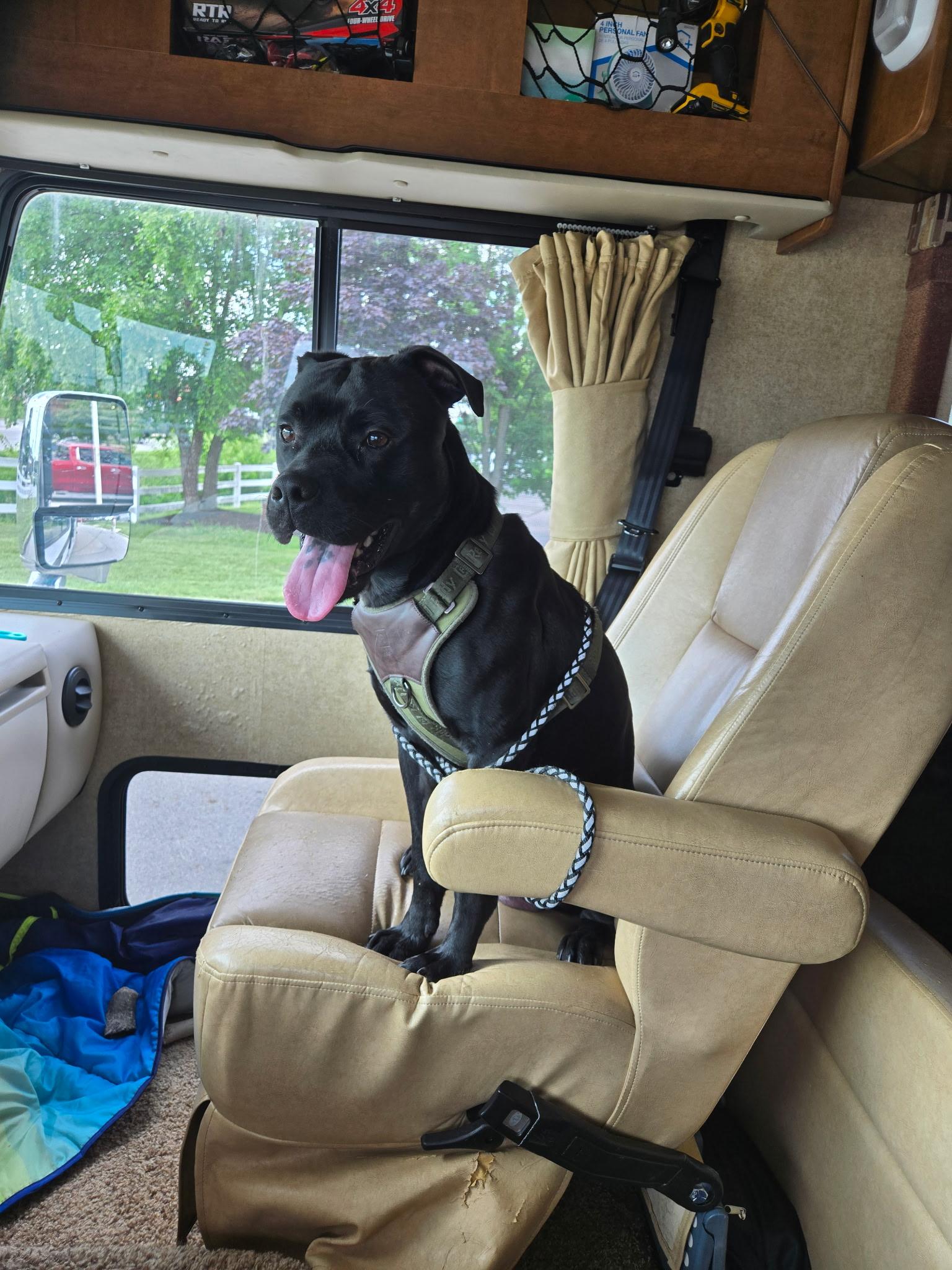 Apollo, a Adoptable mixed breed in SHADE GAP, PA image 2/5