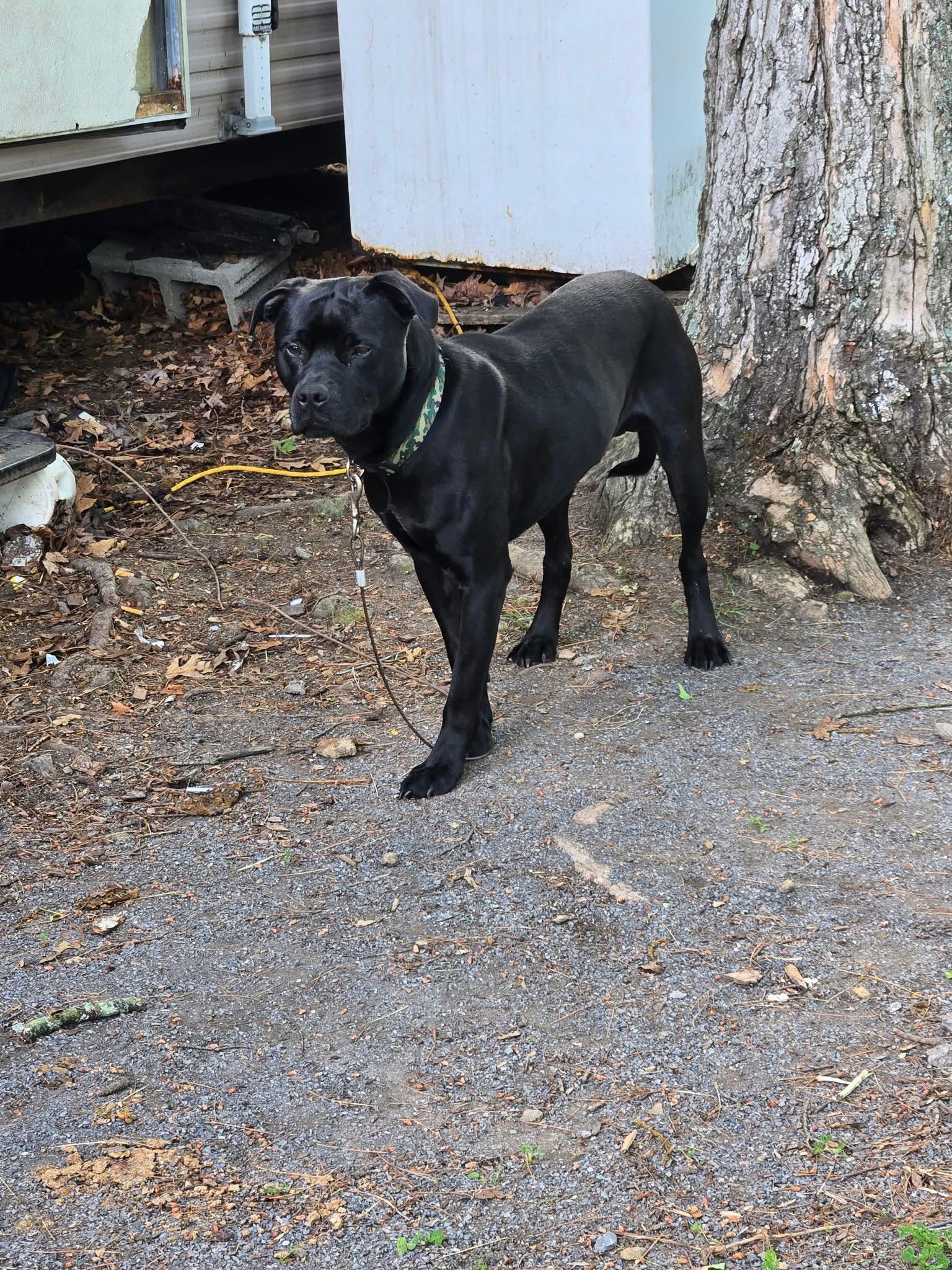 Apollo, a Adoptable mixed breed in SHADE GAP, PA image 4/5