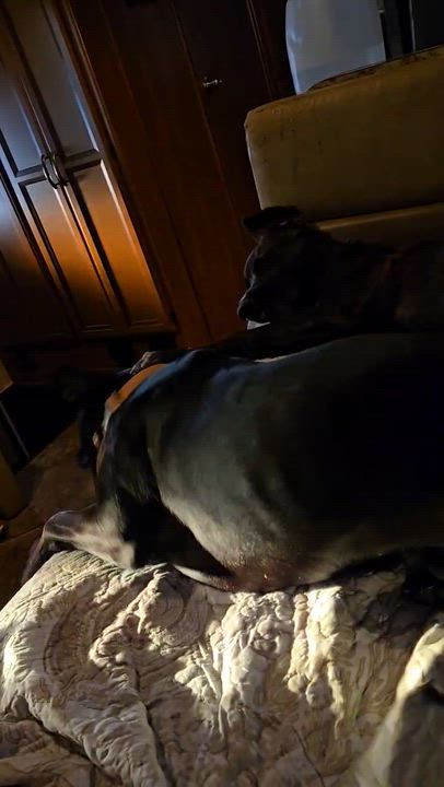 Enlarge Apollo, a Adoptable mixed breed in SHADE GAP, PA video 5/5